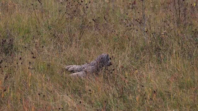 Great gray owl hunting for voles 