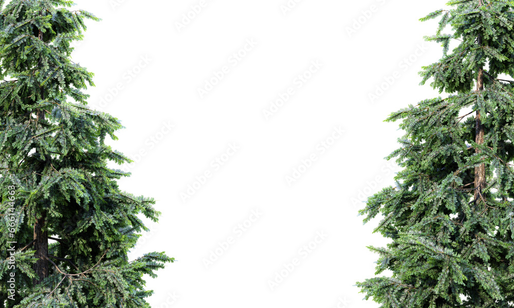 Poster fir tree isolated on transparent background 3d rendering png