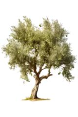 Zelfklevend Fotobehang photography of an olive tree isolated on a transparent background © JetHuynh
