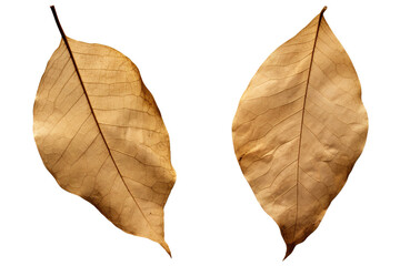 photography of two dried leaf isolated on a transparent background