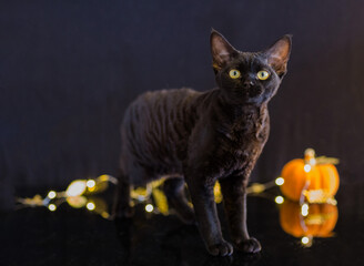 a black Devon Rex cat stands on a black table and a pumpkin behind
