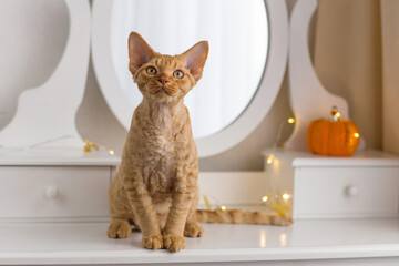 red Devon Rex kitten sits on the dressing table and behind there is a pumpkin and a garland