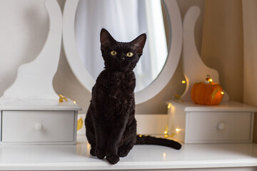 black cat Devon Rex sits on the dressing table and behind there is a pumpkin and a garland