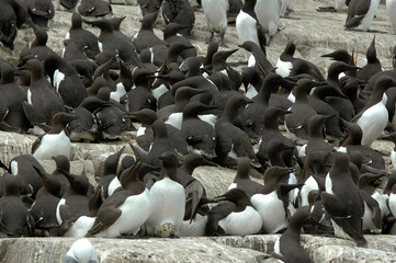 Guillemot de Troïl, nid, colonie,.Uria aalge - obrazy, fototapety, plakaty