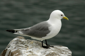 Mouette tridactyle,.Rissa tridactyla, Black legged Kittiwake