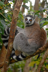 Lémurien catta (Lemur catta). Madagascar