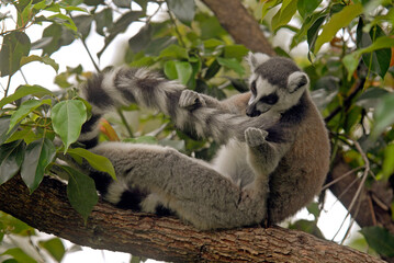 Lémurien catta (Lemur catta). Madagascar