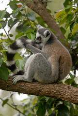 Lémurien catta (Lemur catta). Madagascar