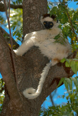 Obraz premium Lémurien, Propithéque de Vérreaux, Propithecus verreauxi, Madagascar