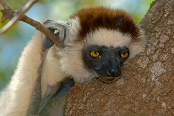Lémurien, Propithéque de Vérreaux, Propithecus verreauxi, Madagascar