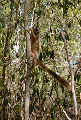 Lémur à front roux, Eulemur rufus, Madagascar