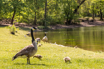 Wildgänse und Kücken am See