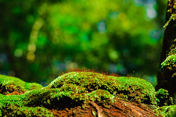 Naklejka na ściany i meble Beautiful green moss on the ground stone in forest, moss texture, moss abstract background.