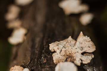 Mushrooms that grow on logs in rich forests.