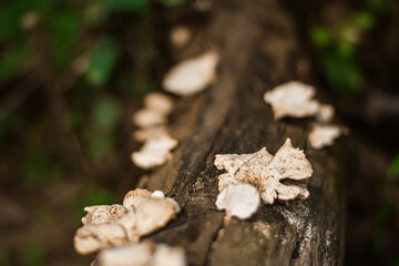Mushrooms that grow on logs in rich forests.