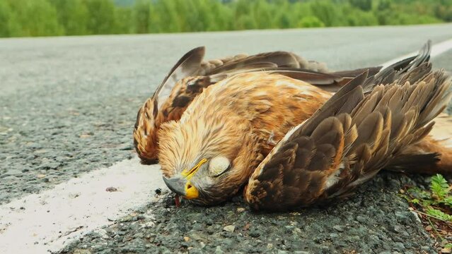 A wild bird of prey died on a highway from a collision with a car.