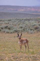 Pronghorn Antelope Buck in Summer int he Wyoming Desert