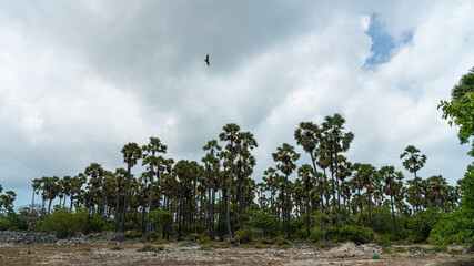 Landscape of sugar palm trees with blue sky textured background.