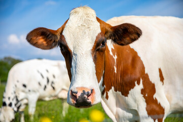 Vache laitière au milieu de la campagne dans les champs au printemps.