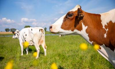 Naklejka na ściany i meble Vache laitière au milieu de la campagne dans les champs au printemps.