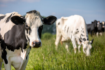Vaches laitière ruminant dans les champs au milieu de la nature au printemps.
