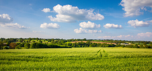Paysage de campagne au printemps, prairie verte sous le soleil et le ciel bleu.