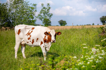 Fototapeta na wymiar Vache laitière au milieu de la campagne dans les champs au printemps.