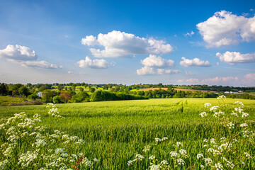 Paysage de campagne au printemps, prairie verte sous le soleil et le ciel bleu.