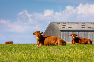 Troupeau de vaches dans les champs au milieu de la campagne au printemps.