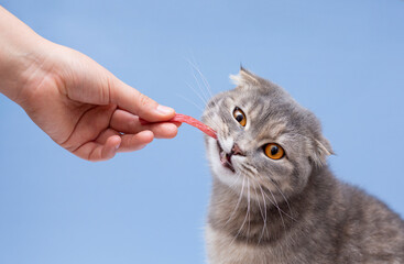 close-up Scottish fold cat eating sausage