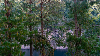Pine trees with spreading branches and long green needles grow on the shore of the lake in the crater of an extinct volcano. Through the trunks  you can see emerald water, steep rocky shores. 