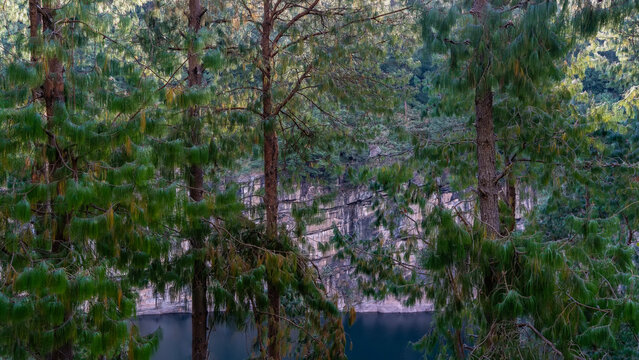 Pine trees with spreading branches and long green needles grow on the shore of the lake in the crater of an extinct volcano. Through the trunks  you can see emerald water, steep rocky shores.  - Powered by Adobe