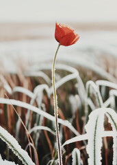 primo piano di fiore di papavero rosso in un campo di erba gelata dalla brina mattutina, luce del mattino