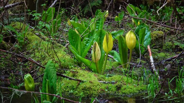 Western Skunk Cabbage (Lysichiton americanus) in a red alder grove, Olympic National Park, Washington, USA