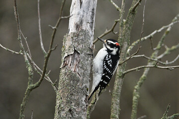 Fall scene of a male Hairy woodpecker sits perched on the side of a dead tree
