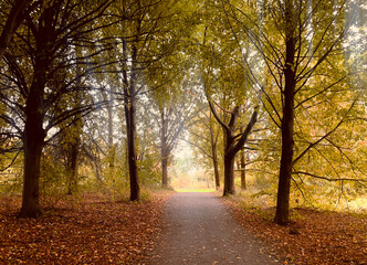 autumn moment, in the park