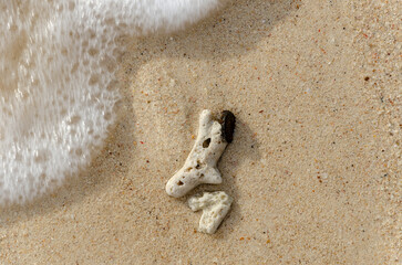 sand water coral