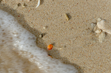 sand water coral