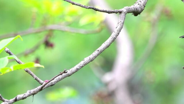 Grey-bellied cuckoo from kathgodam