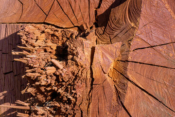 background, slice of reddish eucalyptus trunk
