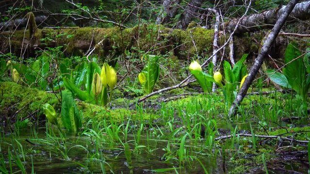 Western Skunk Cabbage - Lysichiton americanus in a red alder grove, Olympic National Park, Washington, USA