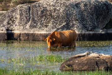 Malpartida, province of Cáceres, cows in the wild, grazing on the lake