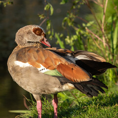 Beautiful breeding plumage of an adult Nile goose (Alopochen aegyptiaca)
