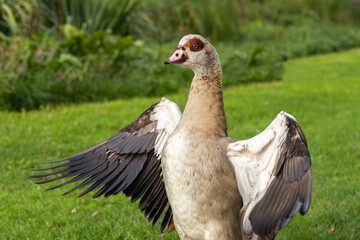 Close up portrait of an adult Nile (Egyptian) goose in breeding plumage with wings spread