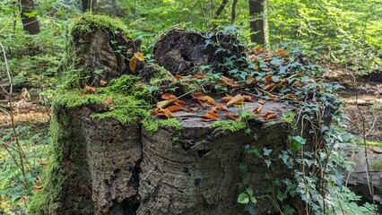Old tree stump covered with green moss and fallen leaves in the forest