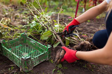 Gardener cutting back dahlia plant using pruner. Preparing tubers for winter storage. Autumn...