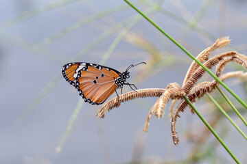 butterfly on a leaf