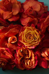 Floral abstract composition. Beautiful fresh orange and red roses and dahlia