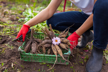 Close up of dahlia tubers in crate. Gardener dug up cut back plants to prepare bulbs for...