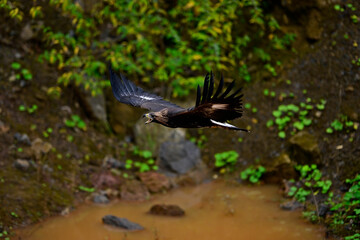 flying Golden eagle // fliegender Steinadler (Aquila chrysaetos)